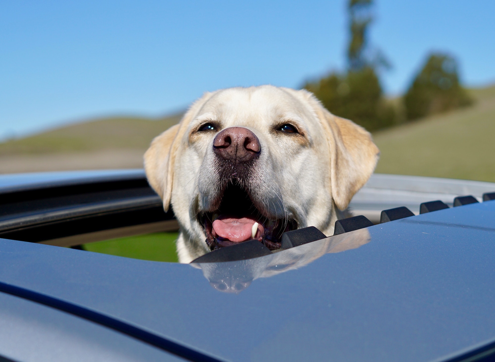 Dog poking his head out of the open sunroof in a car